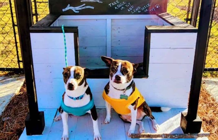 Two dogs with similar markings, one wearing a blue harness and the other in a yellow one, sit inside a small wooden structure labeled "Stick Library." The sign encourages taking and returning sticks. The surrounding area appears to be a fenced outdoor space.