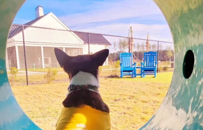 A dog wearing a yellow shirt sits inside a large blue tunnel, looking out towards a grassy area with a white fenced house and two blue chairs in the background. The shirt reads "VIP Very Important Pup." The sky is clear with a few scattered clouds.